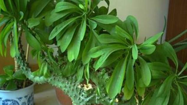 麒麟掌烂根子怎么处理才能活,麒麟掌发生烂根怎么处理