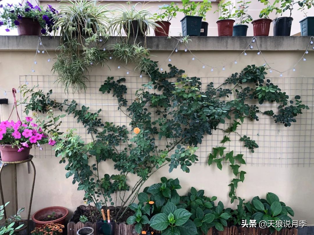 怎么打造露台小花园,如何打理自己的露台小花园