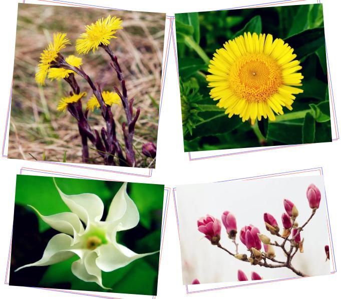 中草药各种花科普,花类的中草药有哪些