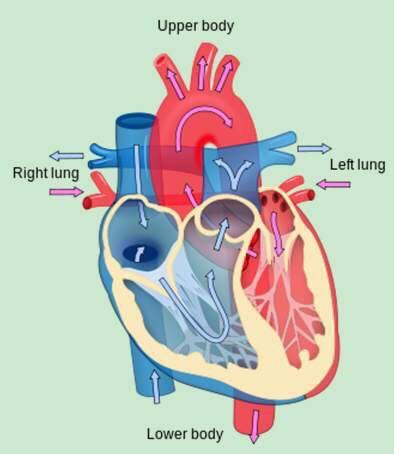 儿童科普肚脐眼,小孩肚脐眼很臭怎么回事