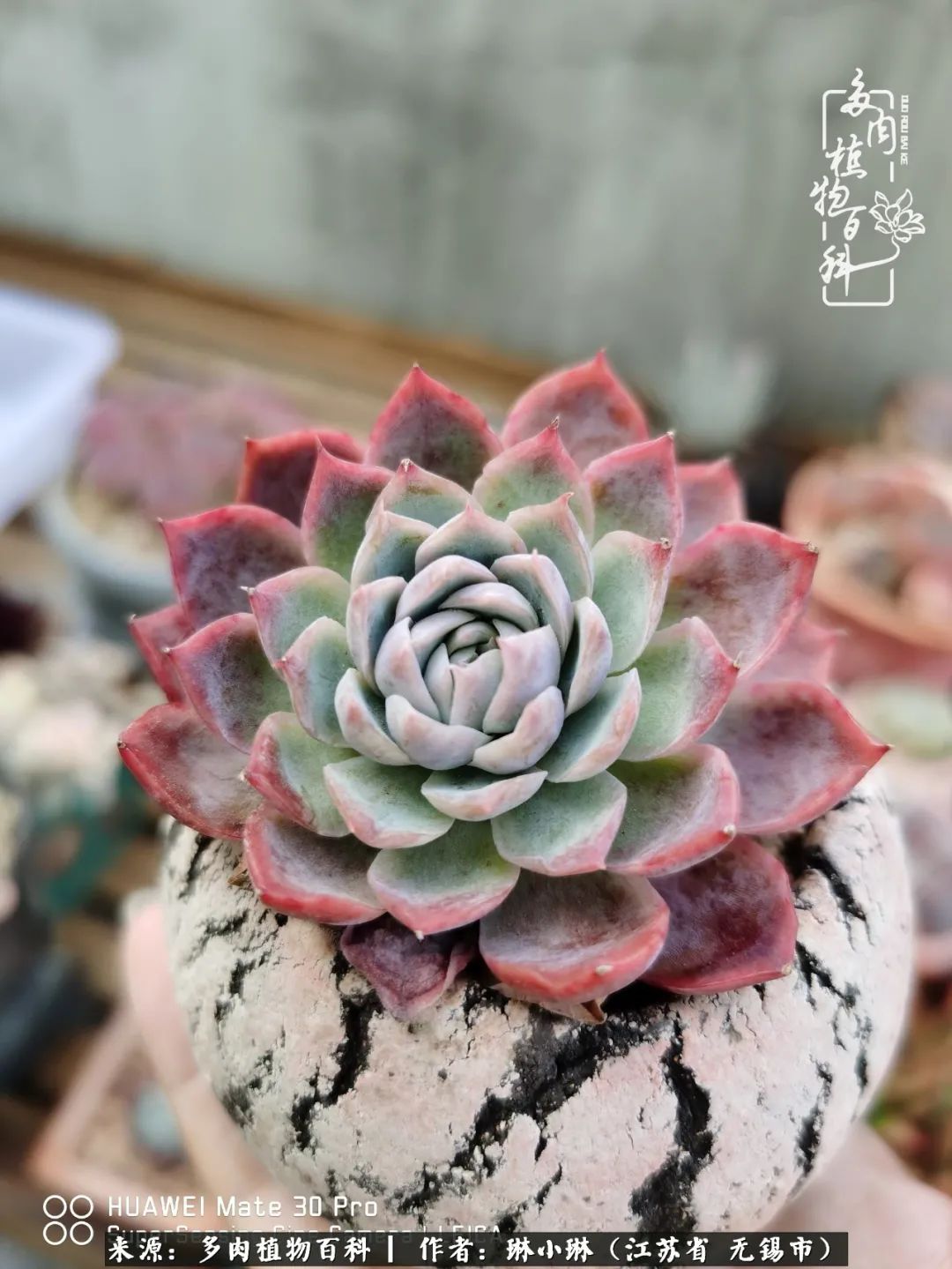 又到多肉变美时，一切都鼓励我积极向前