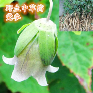 党参枝叶图片,党参植物形态图