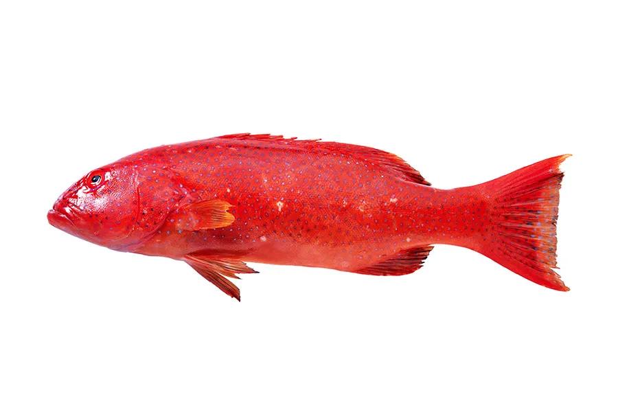 中国本土正宗鱼类品种大全,进口鱼类最新消息