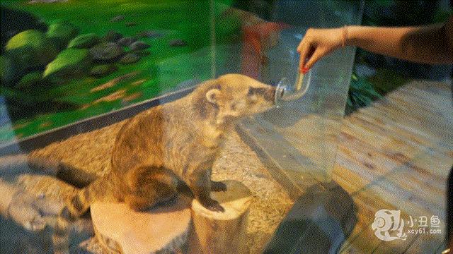 儿童玩的遛娃好去处,有动物的溜娃好去处