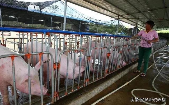 母猪产后消炎林可霉素的用法用量,母猪产后消炎青霉素400万能用几支