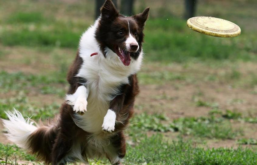 泰迪狗狗晚上不睡觉一直叫怎么办,狗狗晚上不睡觉满屋遛是什么原因