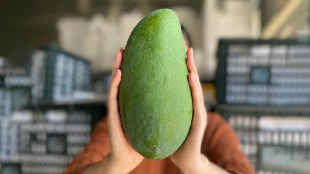 越南大青芒芒果口感,越南的大青芒好吃吗