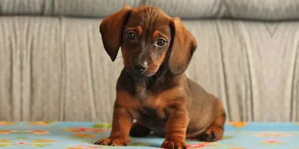 柯基小短腿狗,像柯基的都有什么狗