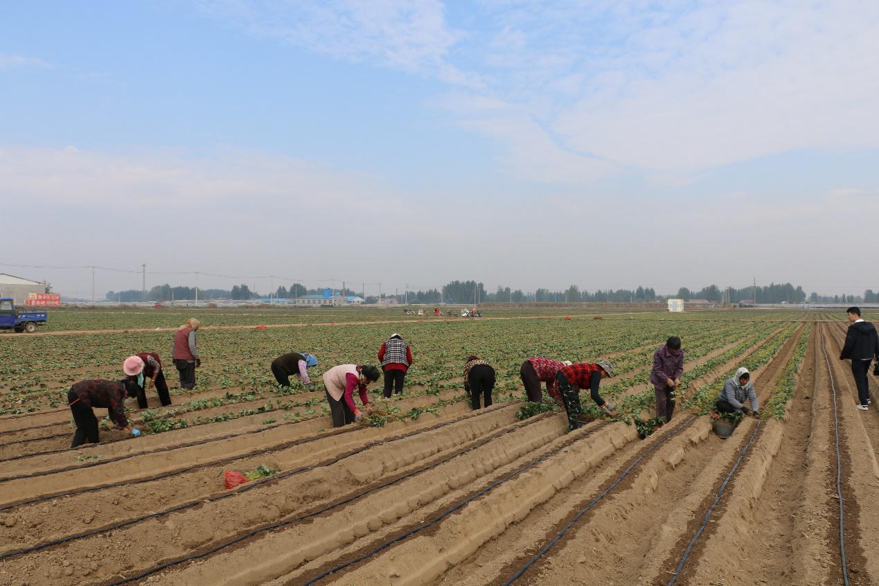 【这里是莒南｜我的小康村】系列之七大店镇许家滩井村：村强民富生活美齐心共创新农村