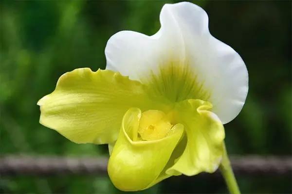 君子兰吊兰蝴蝶兰的图片,吊兰属不属于兰花的一种