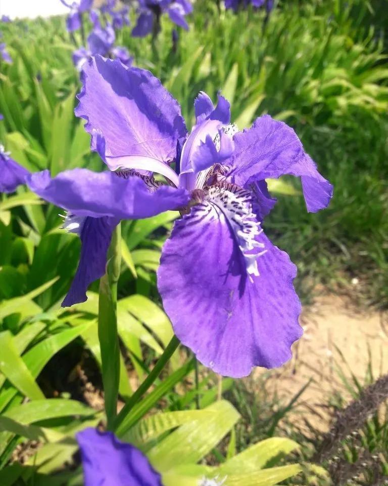 兰花高洁的古诗,高洁典雅的兰花壁纸