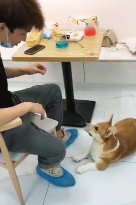 吸屁屁，短腿大耳肉嘟嘟，这家店进去就出不来了…