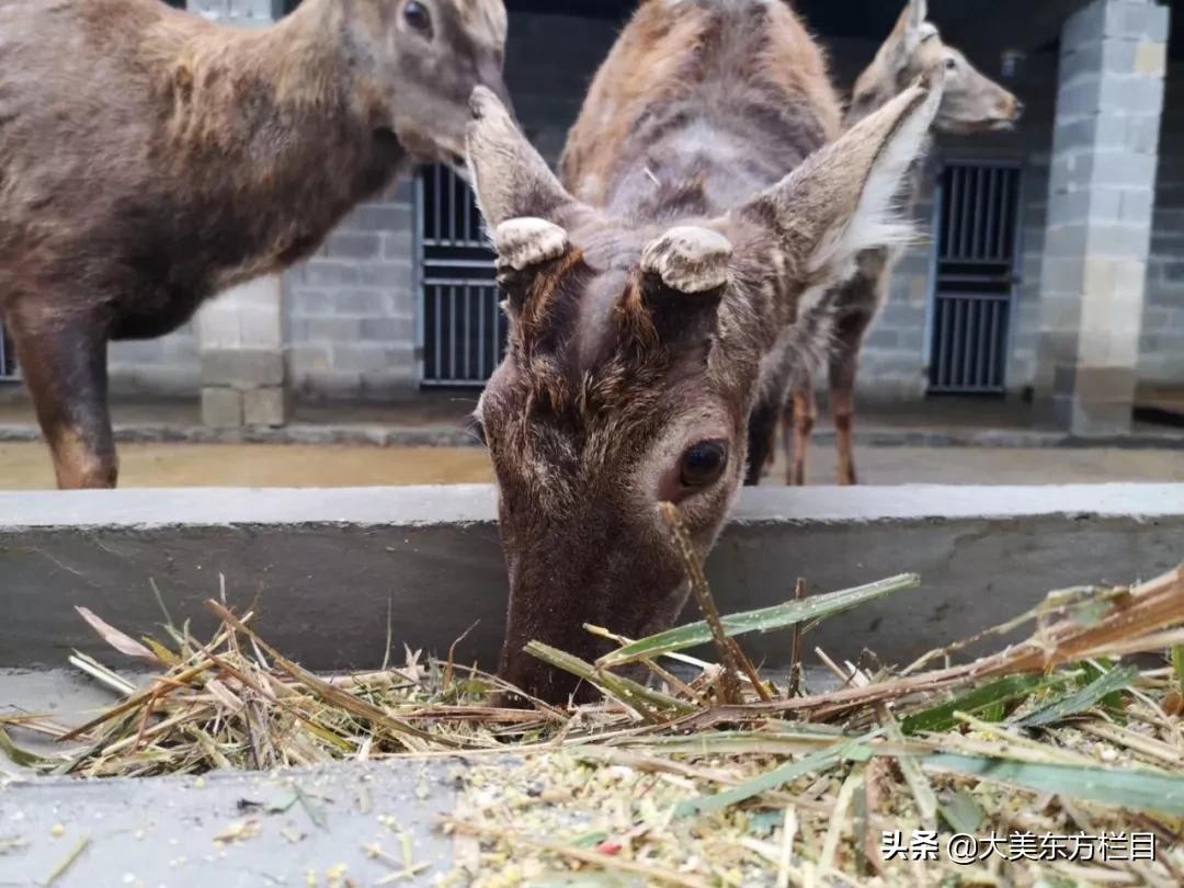 正安县鹿鼎畜牧,大美东方高一直播
