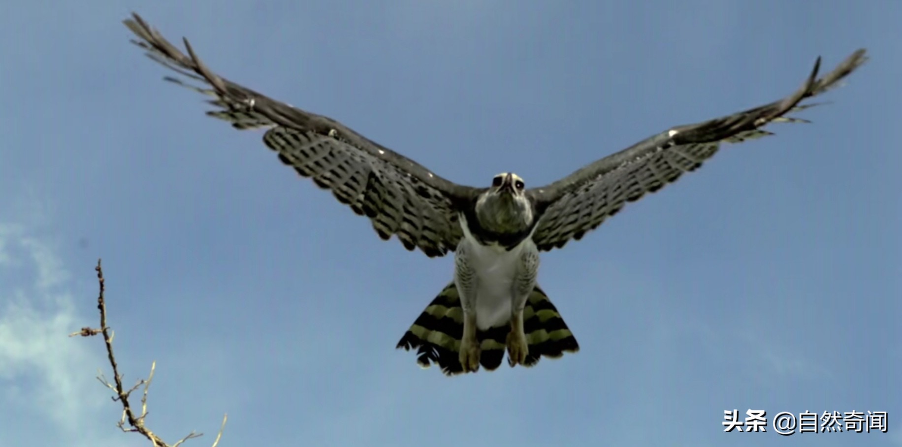 亚马逊十大凶猛植物,巴西亚马逊热带雨林动植物