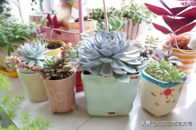 多肉开花怎么办呢,多肉开花的原因和解决方法