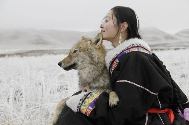 全球首例由人类抚养长大狼群,世界上第一只由人类抚养长大的狼