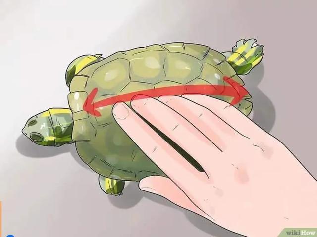 龟怎样才算认可主人,怎么增加和龟的互动性