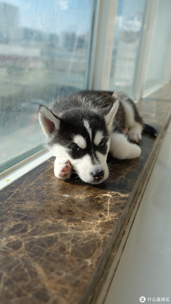 一次创世纪的生活体验—记哈士奇当妈妈