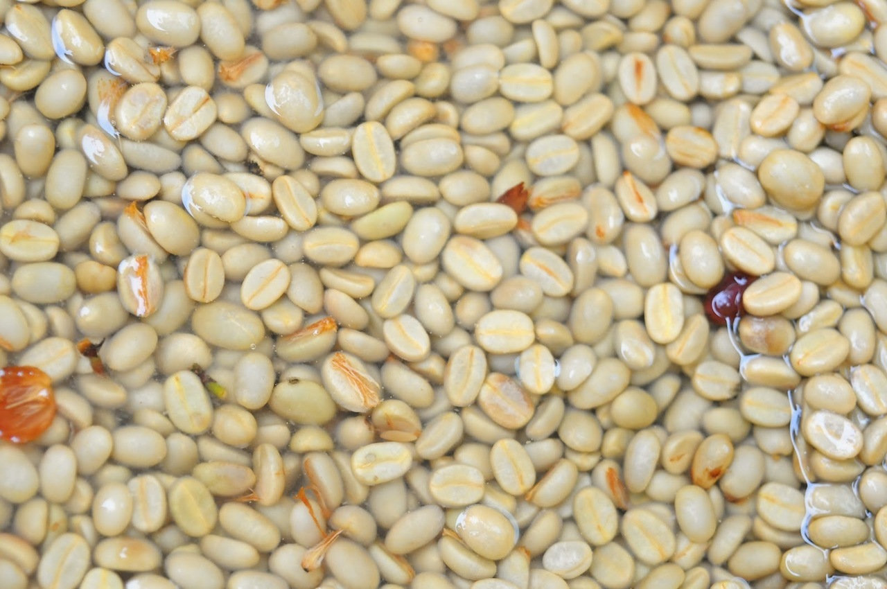 洪都拉斯咖啡豆的产区,咖啡豆洪都拉斯