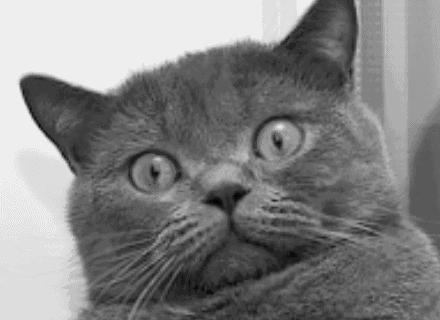 绝育后的猫为什么会变胖？怎么给猫咪减肥？