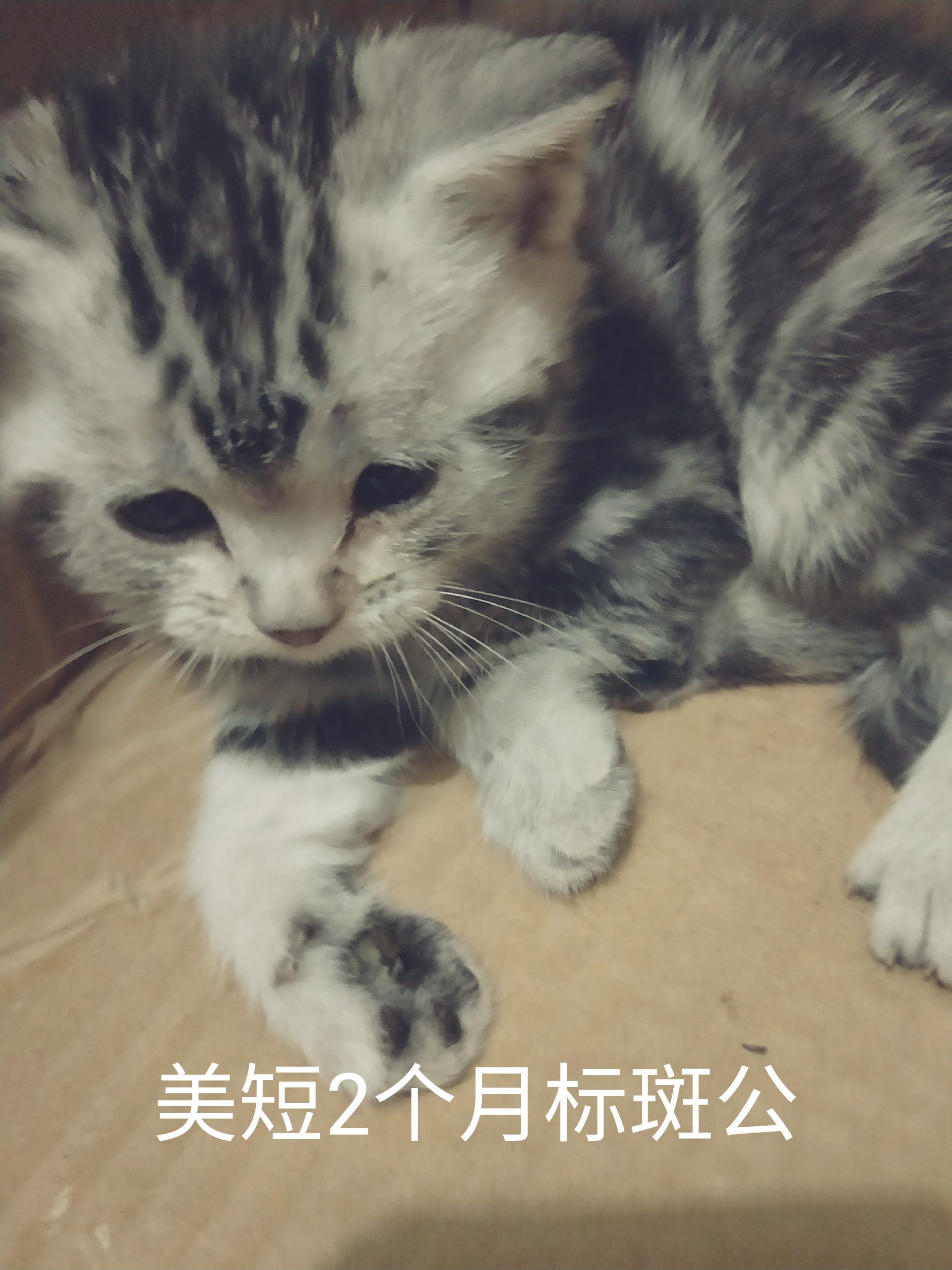 脱肛猫是什么,脱肛的小猫怎么治