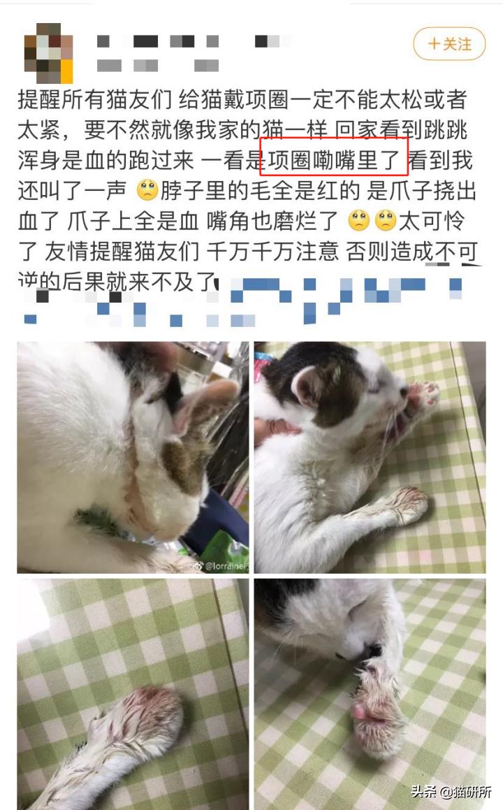 猫咪项圈对猫咪有危害吗,猫项圈给猫咪带来的危害