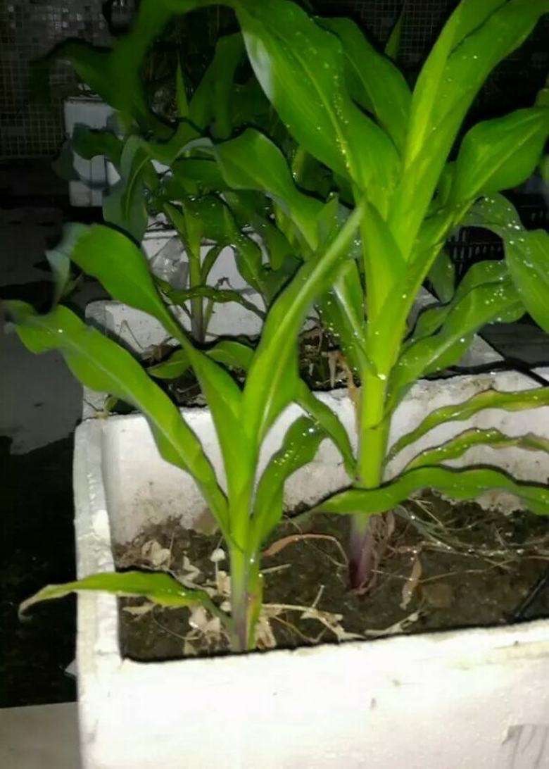 春天种什么蔬菜最简单好吃,春天种什么蔬菜最合适盆栽