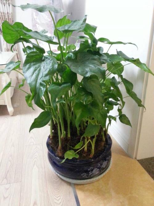 卫生间可能藏有危险致命菌,一个卫生间带来的困扰