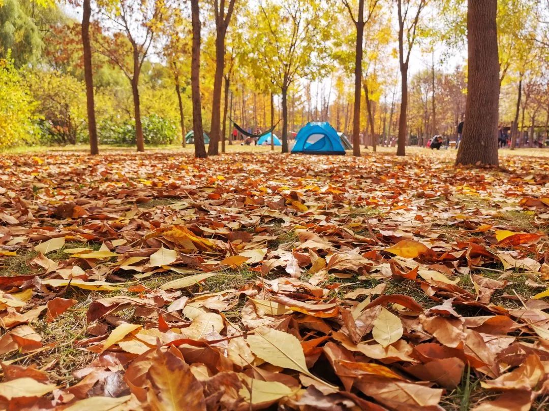 济南森林公园雪景,济南最美森林公园