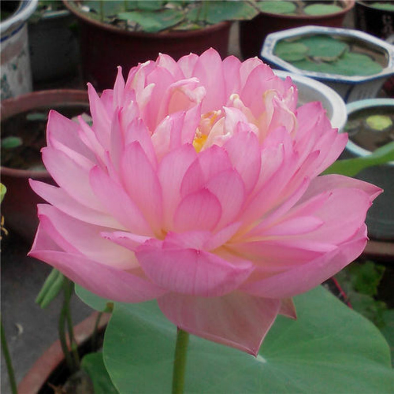 一个大盆种了十几棵碗莲会怎么样,大盆种碗莲种子种在中间还是边