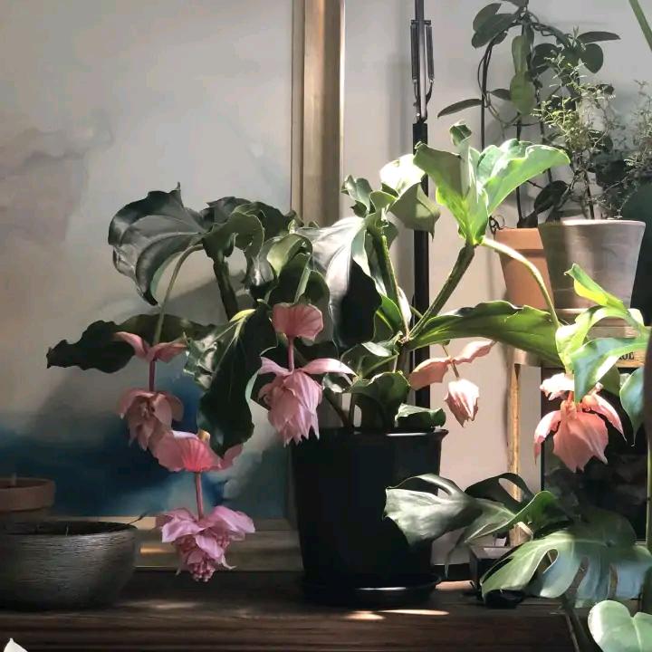 好看又好养的盆花,人养花也养人