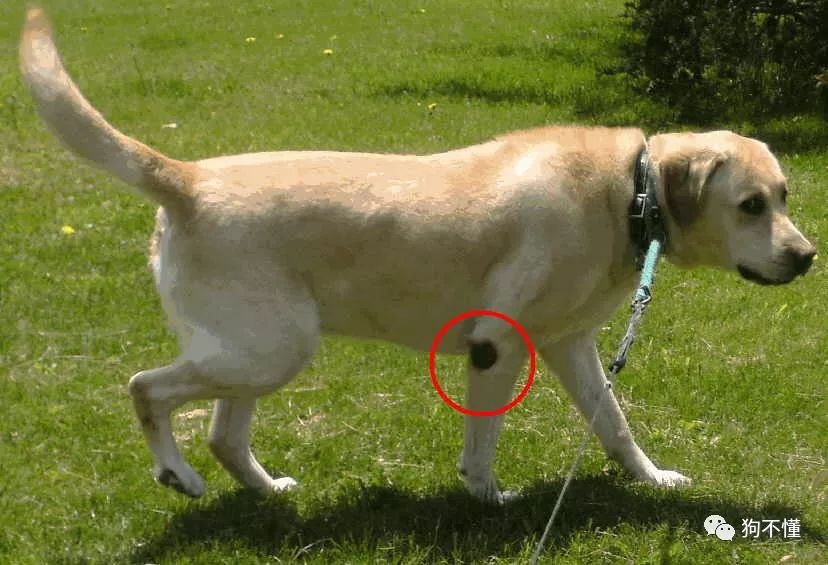 狗腿上有老茧？都是主人的祸
