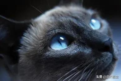 猫咪眼睛有分泌物怎么处理,猫咪眼部常见的疾病及日常护理