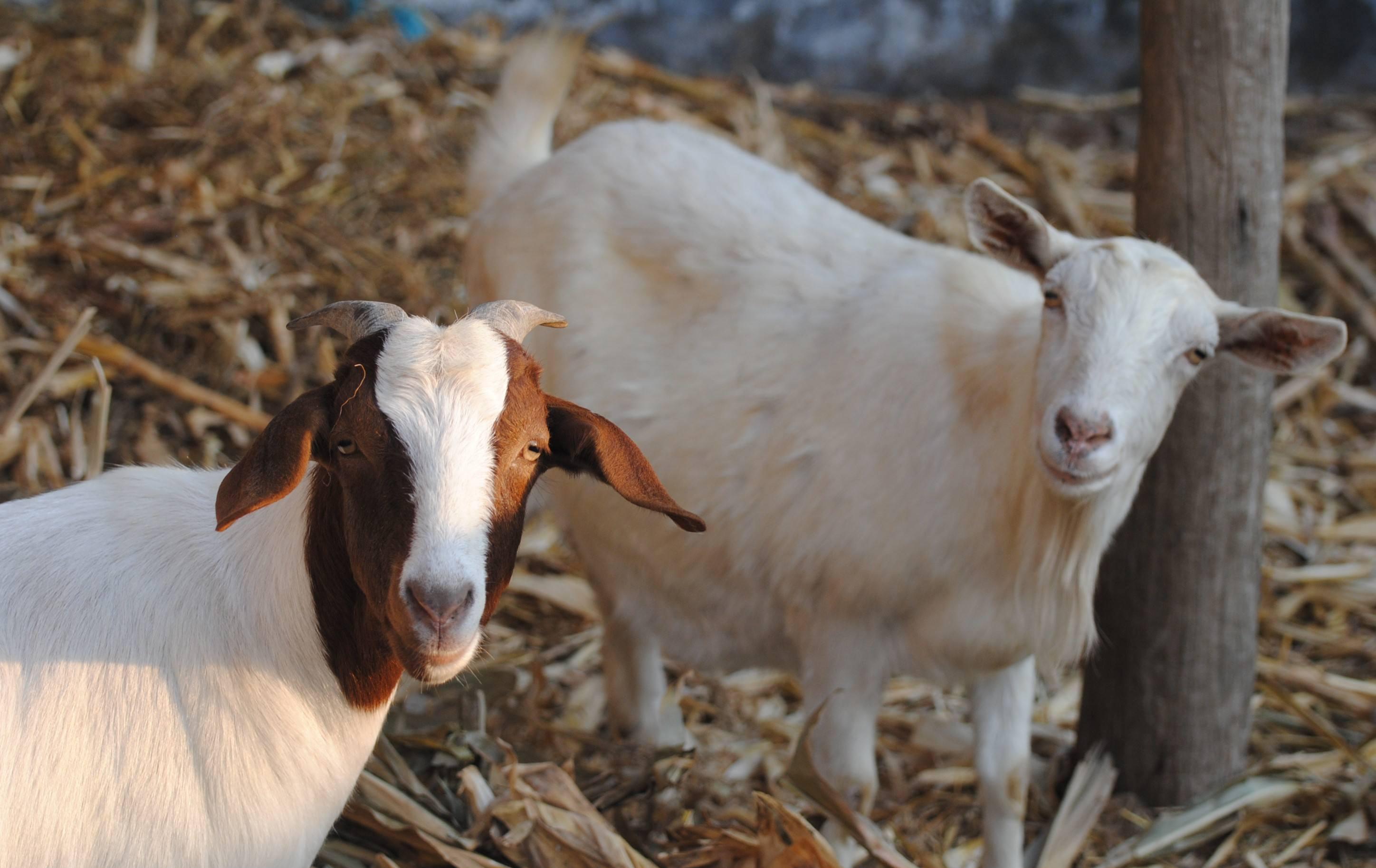 羊奶粉比牛奶粉粉质要细吗,羊奶粉好还是牛奶粉适合女宝宝