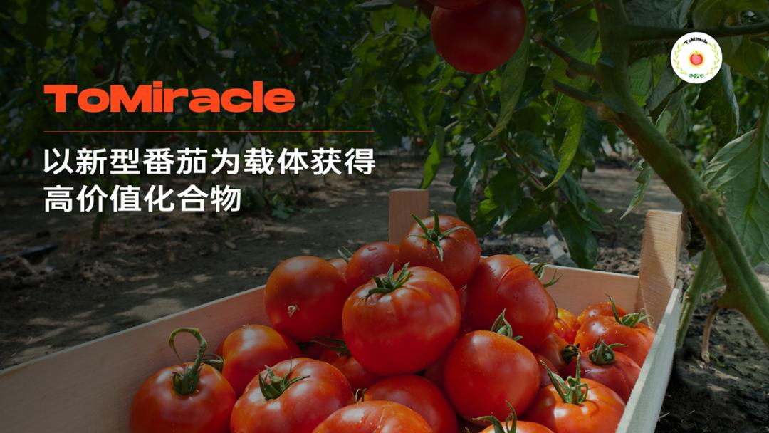 当西红柿遇上烦人的橙子,当番茄遇上西红柿视频