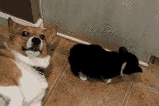 梦到喝马桶水，原来是狗半夜放屁