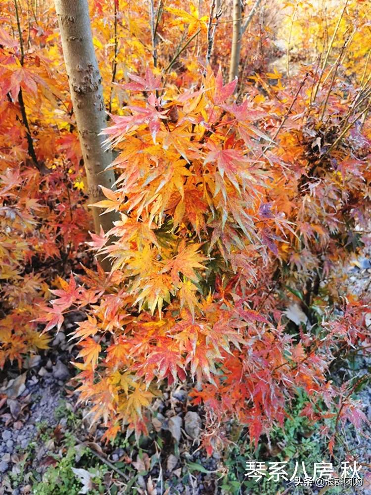 中式庭院藤类植物,枫树和紫藤