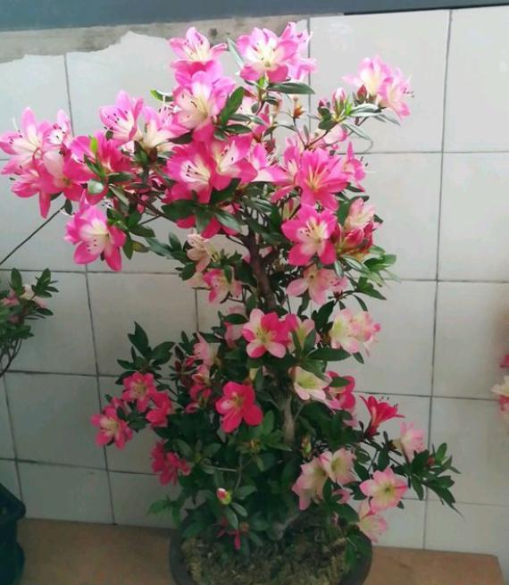 盆栽杜鹃花该怎么养好,盆栽杜鹃花怎么养最好看