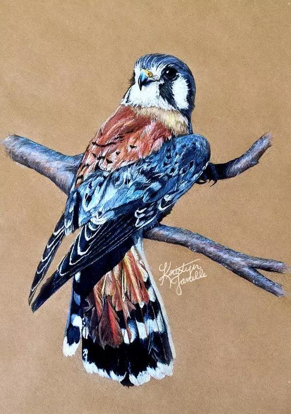 画鸟彩铅教程,画鸟彩铅