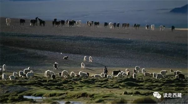 走阿里去纳木错免费吗,走在西藏高原普兰县