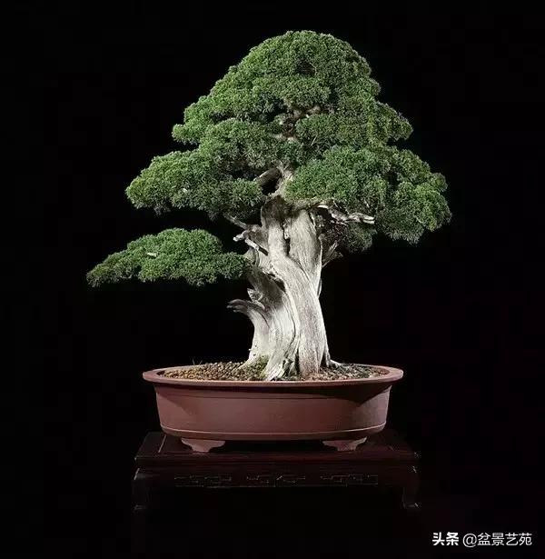 西泠印社砚台最高价拍卖记录,杭州西泠拍卖盆景