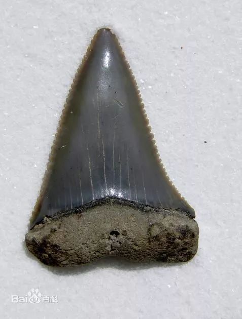 海洋中几乎无敌的大白鲨,真正的大白鲨和巨齿鲨的图片