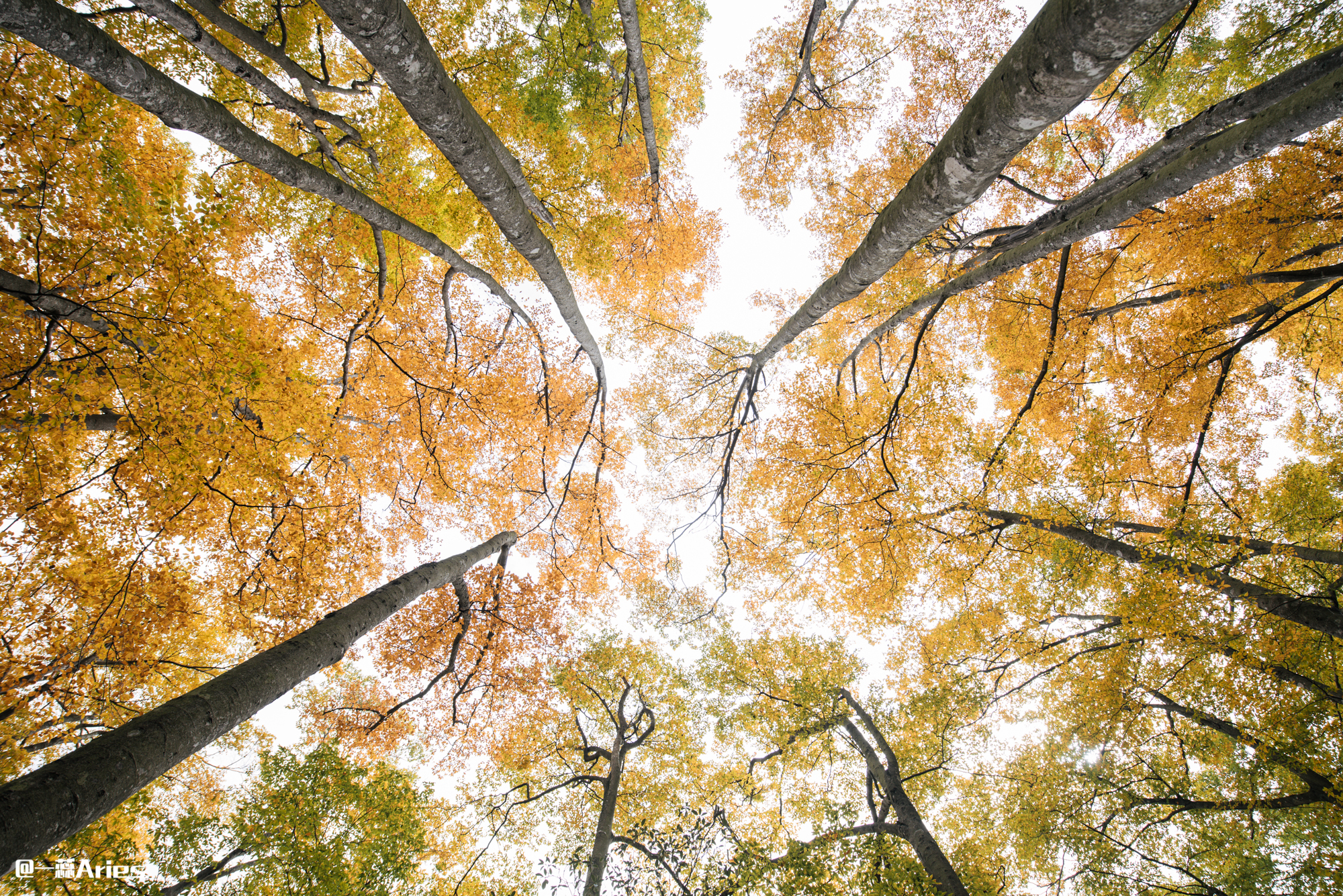 成都周边秋天美到极致的秋色,成都近郊游最美秋色