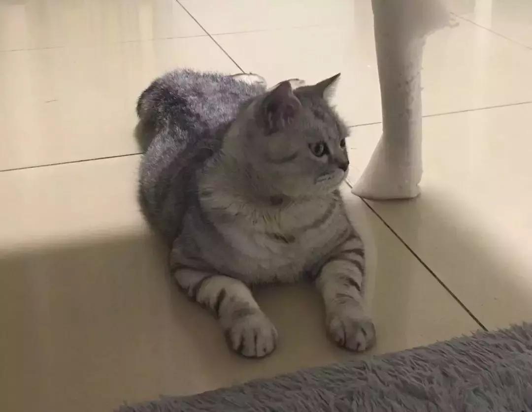 我亲手给猫戴的某款驱虫项圈，差点要了猫的命