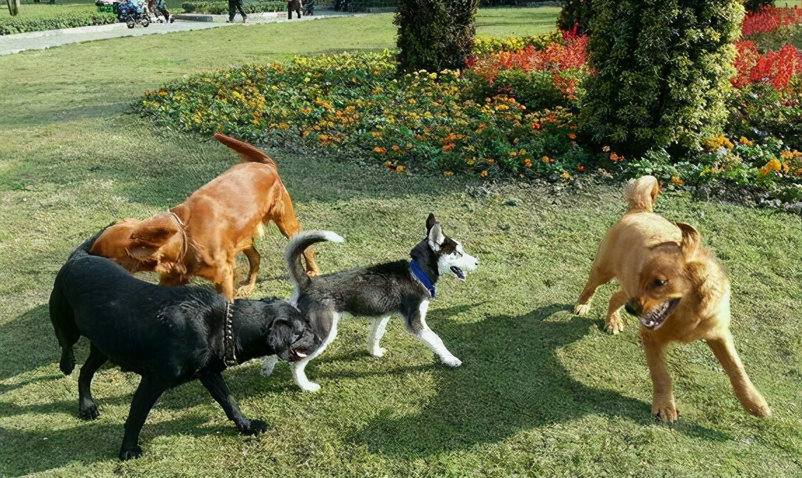 狗狗耳朵被咬伤可以用碘伏吗,狗狗耳朵被咬伤需要打狂犬疫苗吗
