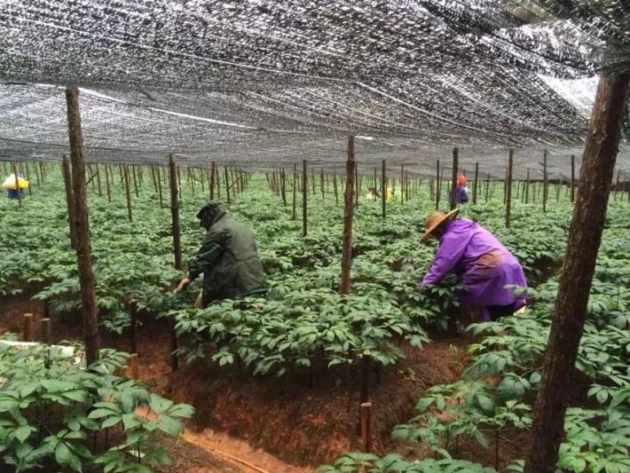 三七病害分析和防治方案,如何防治三七根腐病