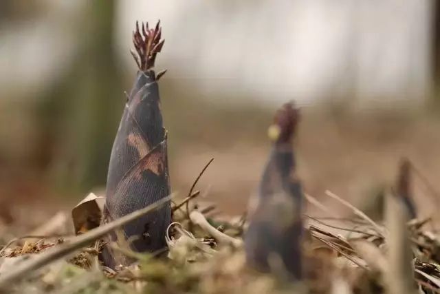 发物忌口期间吃什么比较好,发物禁忌食物一览表