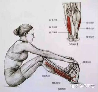 小腿粗脂肪腿如何变细腿,小腿粗可以瘦下去吗