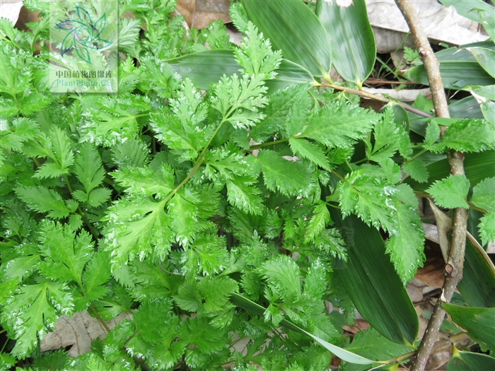 藁本神农本草经,神农本草经葛根原文