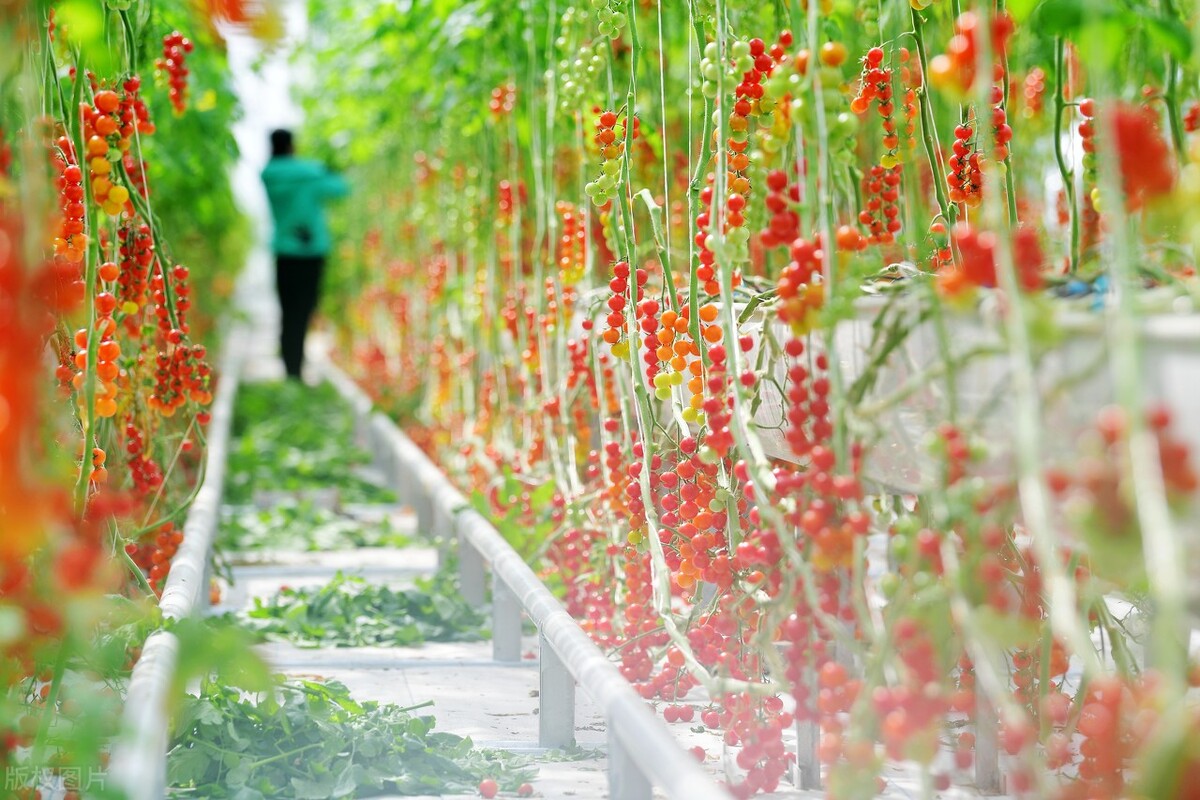 无土栽培营养液配方可种什么菜,无土栽培营养液配方原料哪里卖